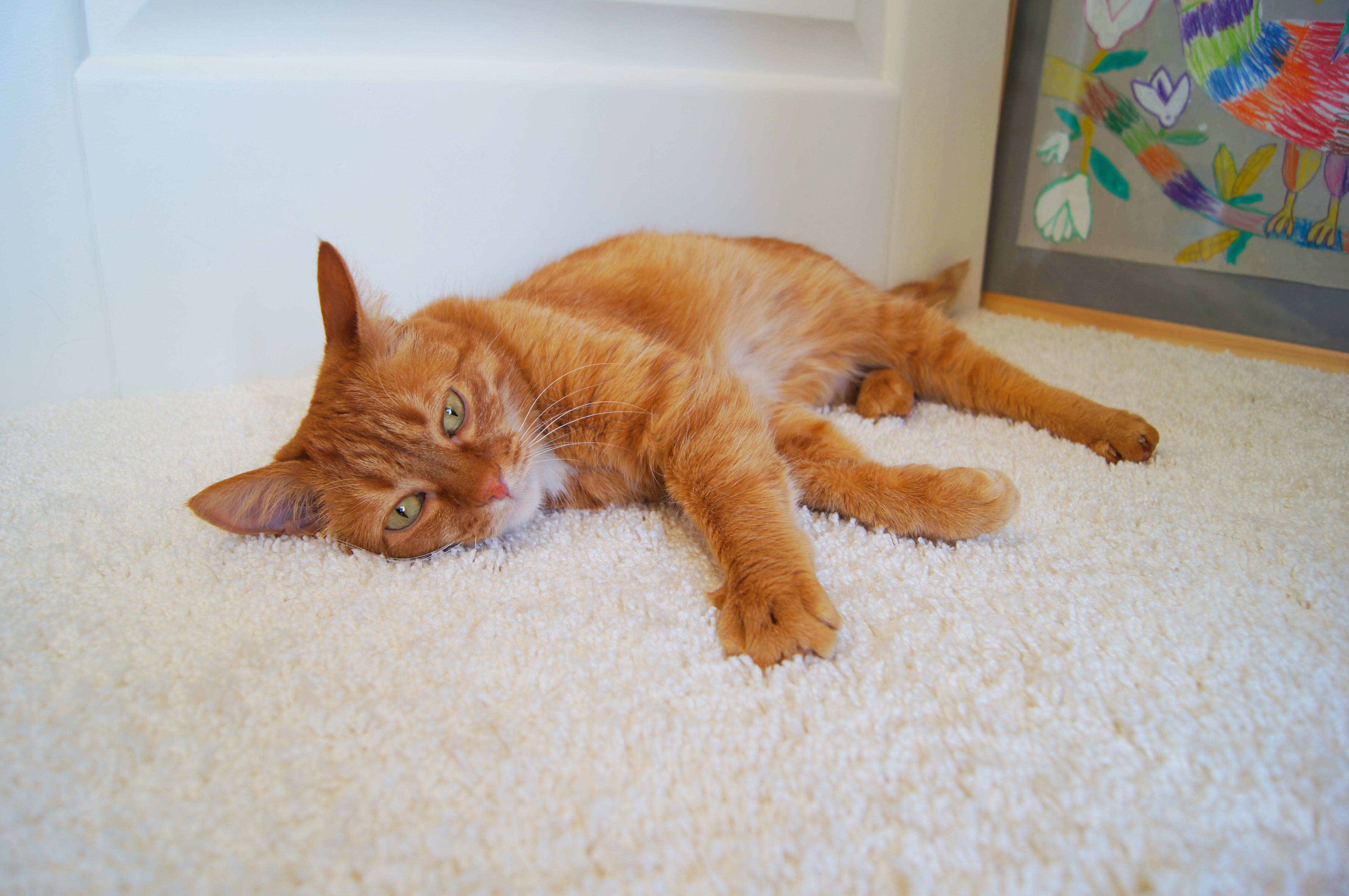 Ковролин "Зартекс" Amarena 140 бежевый (4м) — купить в Бийске